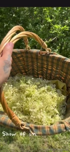 Wholesome sunday morning making cordial with elderflowers not porn