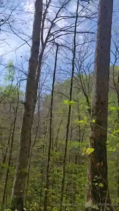 The tiktok vs the actual clip wait for it 