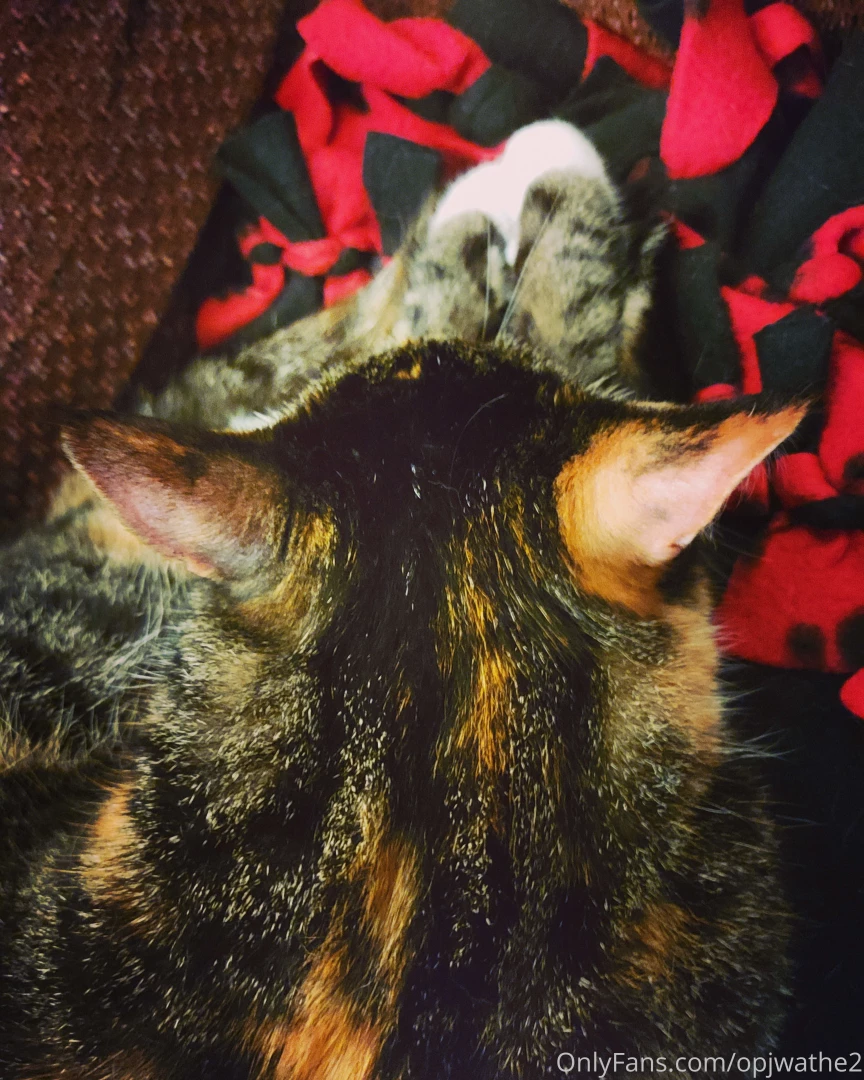 Only kitty pic you will see me post 