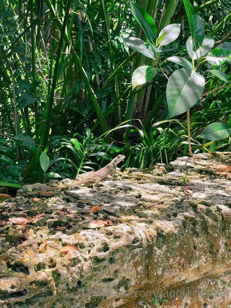 Happy monday babe do you want some lizards part 3 