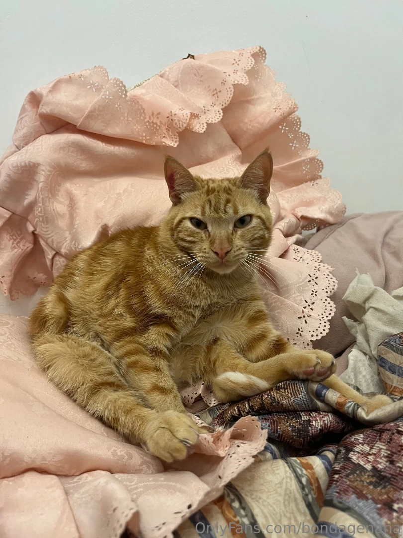 What kind of cats do you prefer 