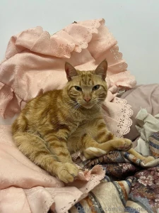 What kind of cats do you prefer