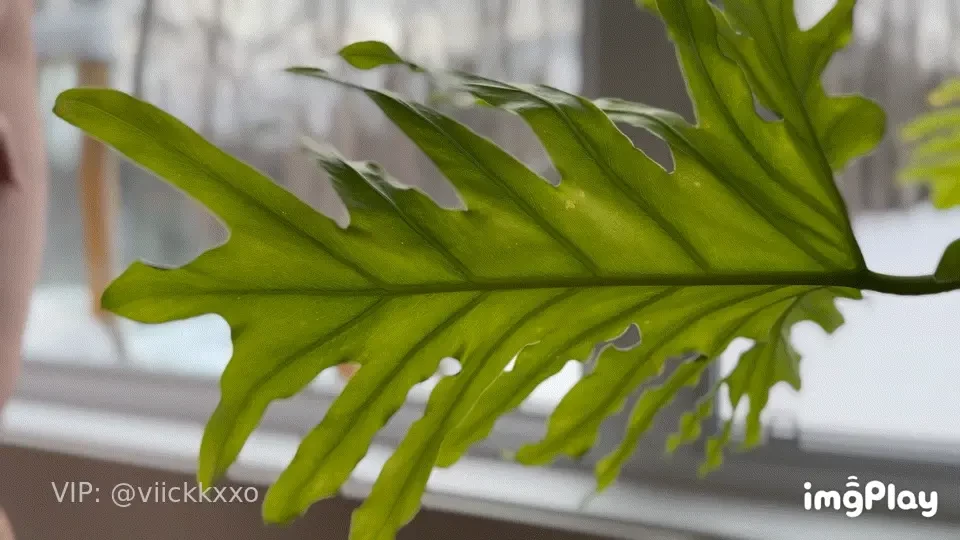 Regarde moi twerk comme une petite salope en chaleur 