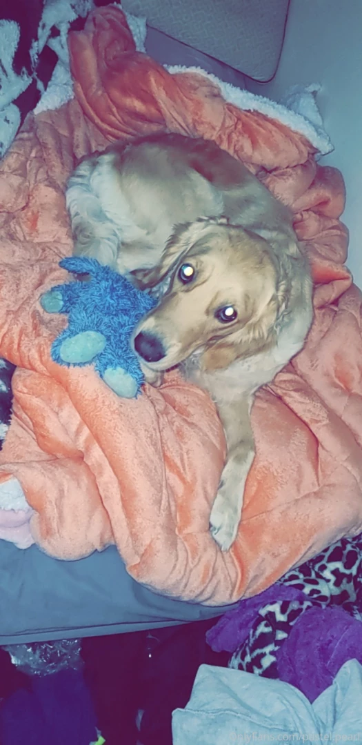 Help me support my doggo 