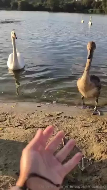 These beautiful creatures wanted to bite me 