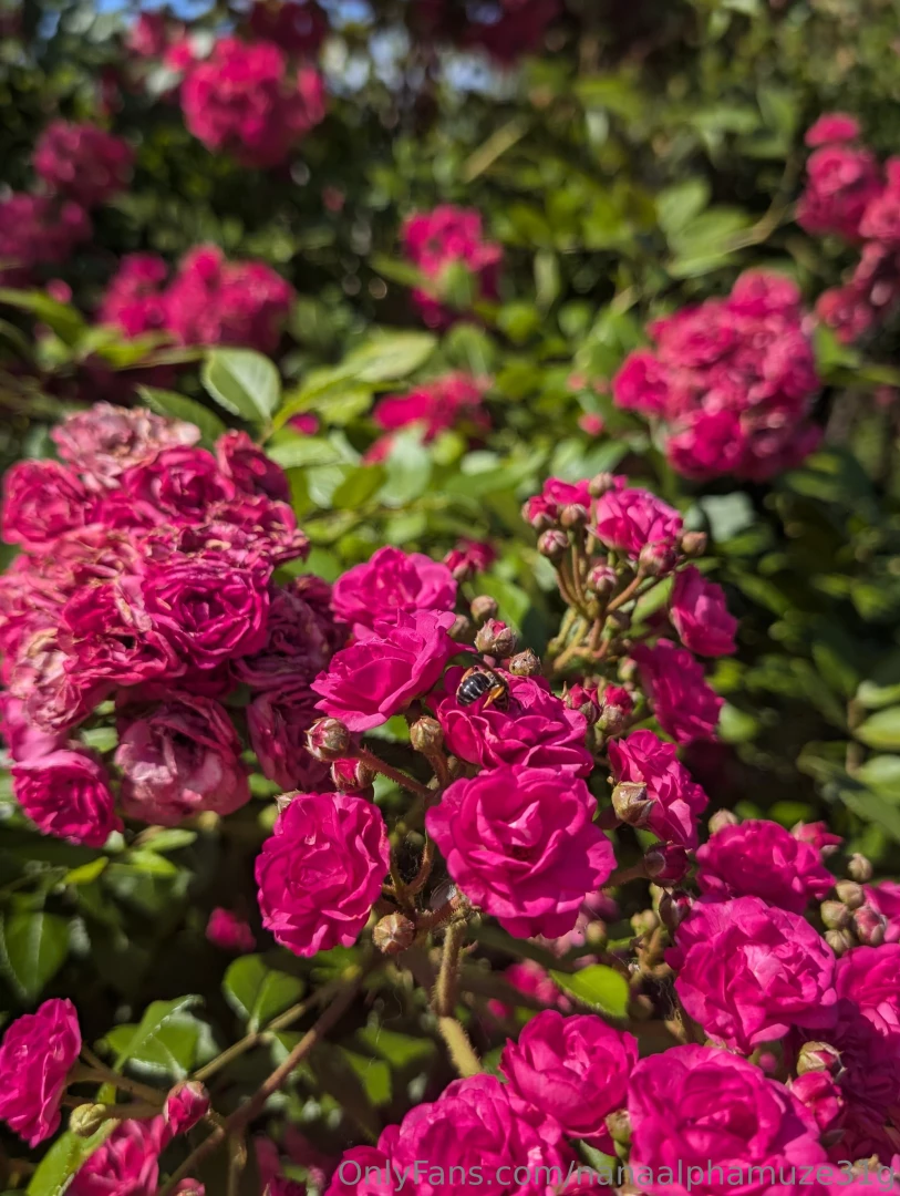 Today i am enjoying nature everything blooms and smells bees 