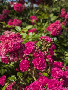 Today i am enjoying nature everything blooms and smells bees