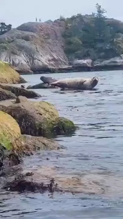 Guess who got to snorkel with wild seals part 1 