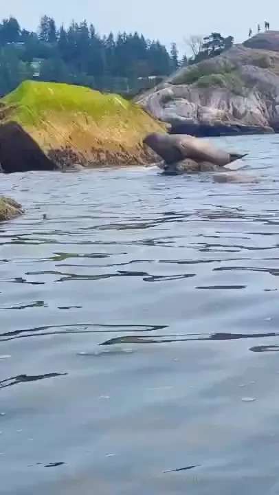 Guess who got to snorkel with wild seals part 2 