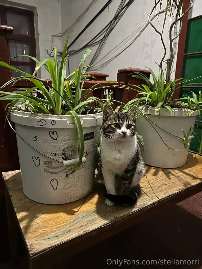 I love cats very much i had two cats when i was a kid but when i moved 