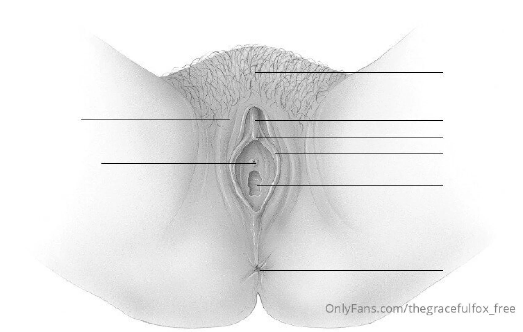 If you can correctly identify the female anatomy i will give you a 