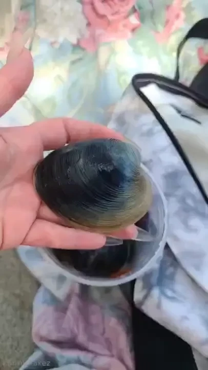 Mamareddskitchen mamareddskitxhen achioteoil homemade stuffies clams part 7 