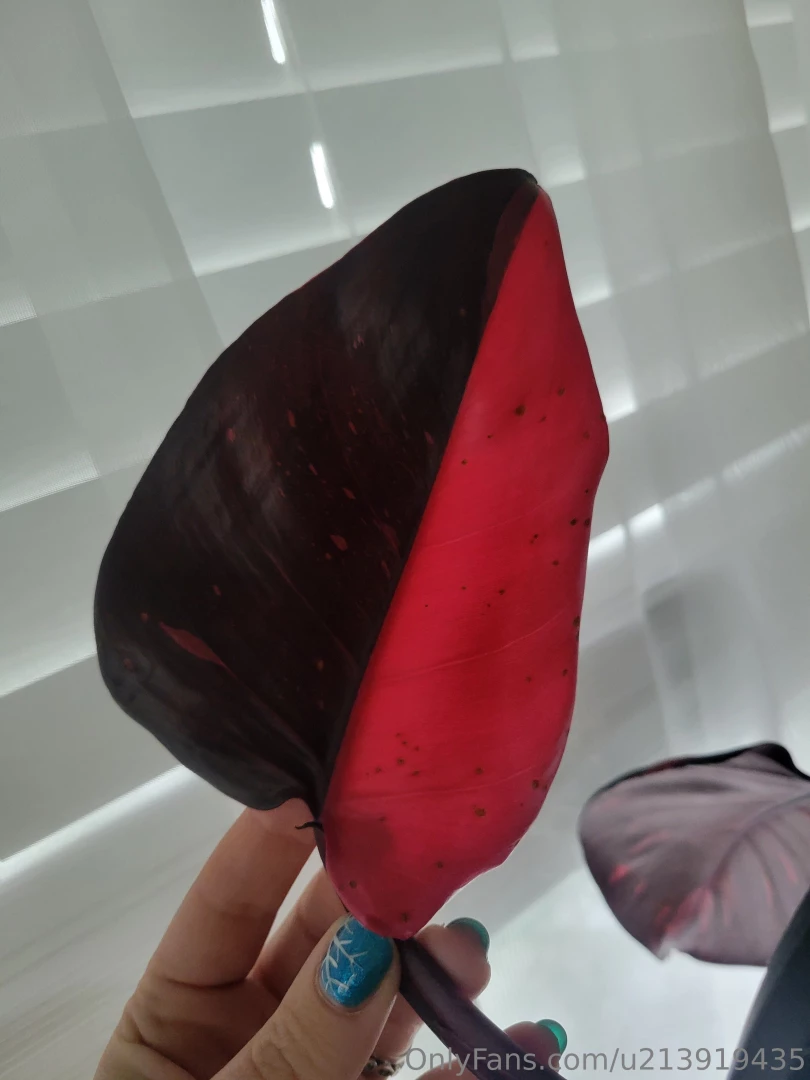 Been too long since i made you all look at pretty leaves 