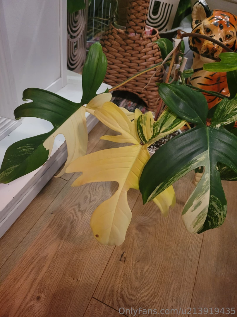 Been too long since i made you all look at pretty leaves part 1 