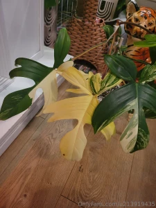 Been too long since i made you all look at pretty leaves part 1