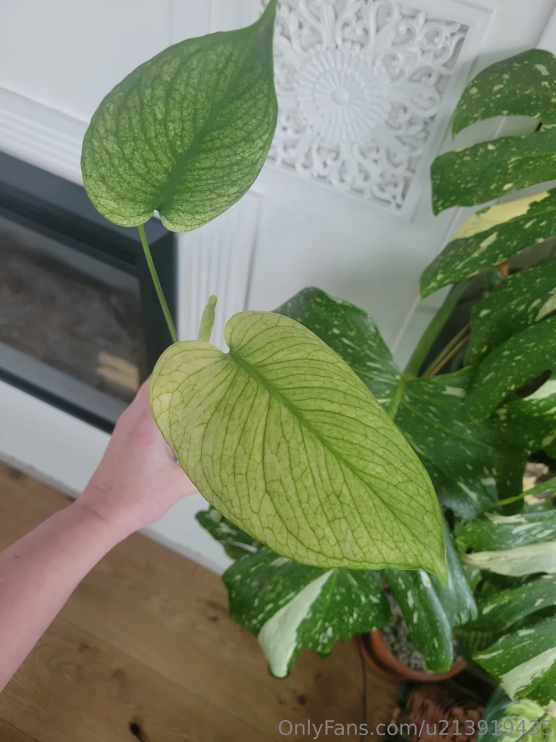 New mint monstera baby has arrived 