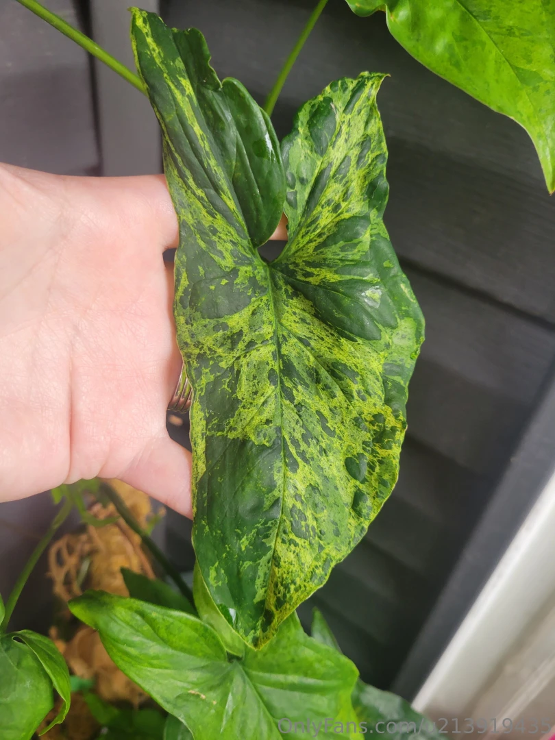 Been awhile since i made you all look at my plants part 6 