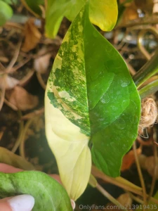 Been awhile since i made you all look at my plants part 7