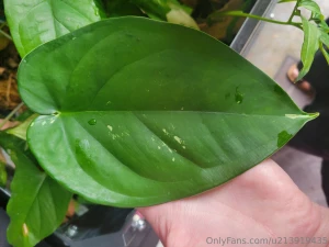 Been awhile since i made you all look at my plants part 9