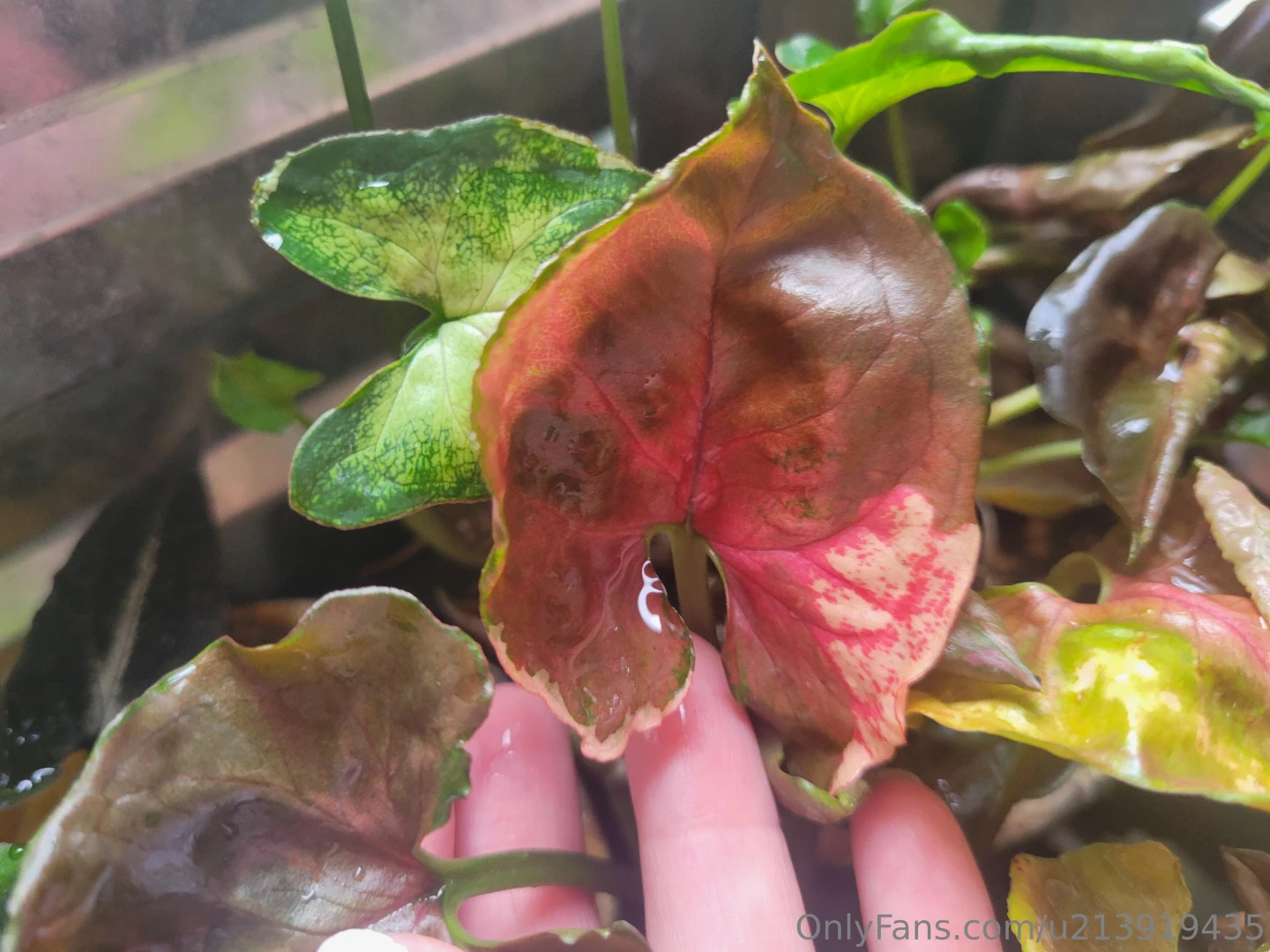 Been awhile since i made you all look at my plants part 1 