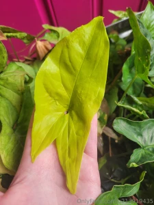 Been awhile since i made you all look at my plants