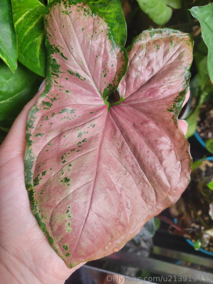 Been awhile since i made you all look at my plants part 3 