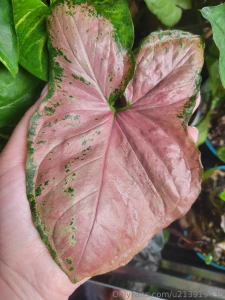 Been awhile since i made you all look at my plants part 3