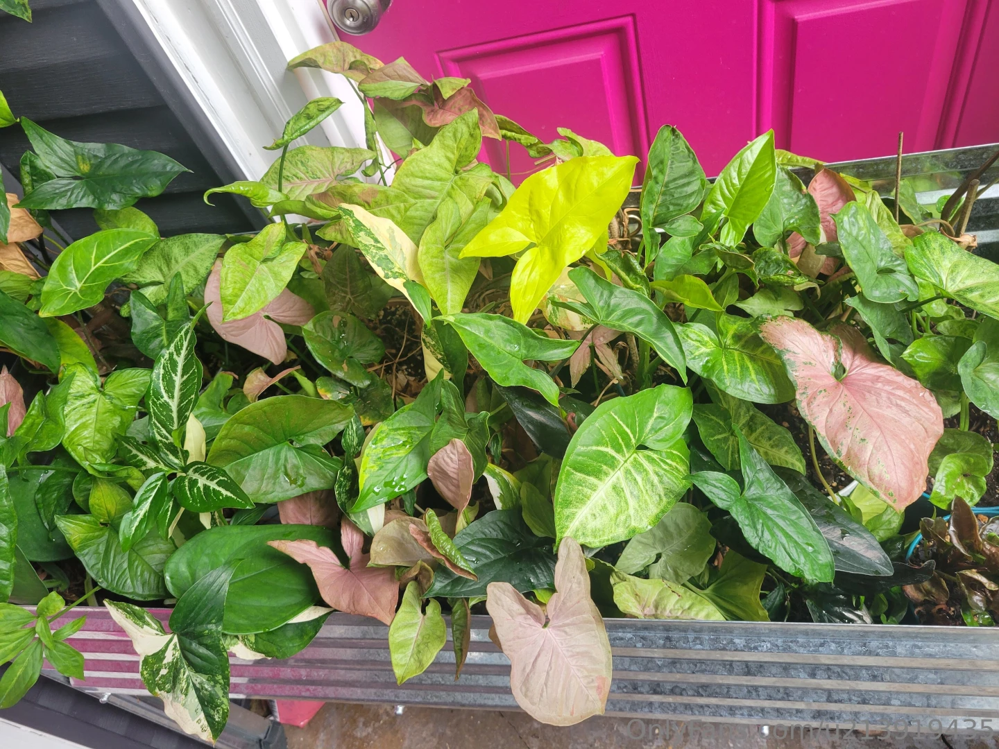 Been awhile since i made you all look at my plants part 8 