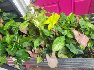 Been awhile since i made you all look at my plants part 8