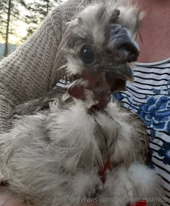 Day drinking just hits harder when you got a mean ugly ass rooster to