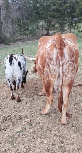 Happy hump day make me laugh and i ll send you my real hump day pic