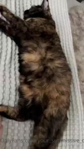 I have the sweetest kitty and you couldn t ever change my mind