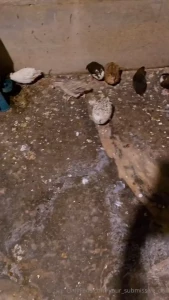 It seems that i have a few more small friends to look after