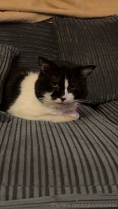 Where are my manners here s my new family member he s had a rough life