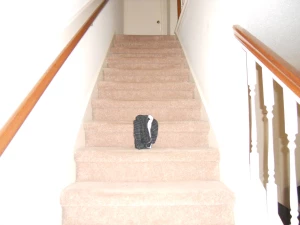 Bulletheadxyz part 2