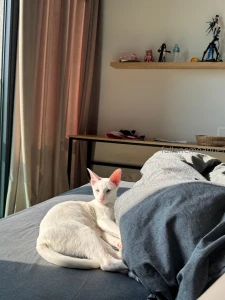 Good morning with me and my kitty gt lt