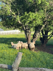 I had a wonderful birthday i am very pleased with your congratulations