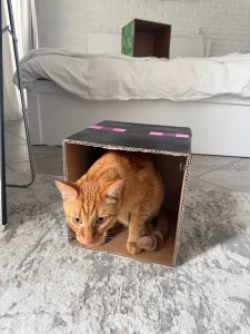 My friend told me that red cats have a crazy gene lol 3 this is the