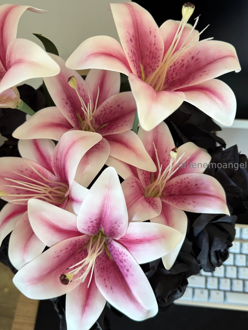 Lilies are one of my favorite flowers but they are poisonous to cats i 