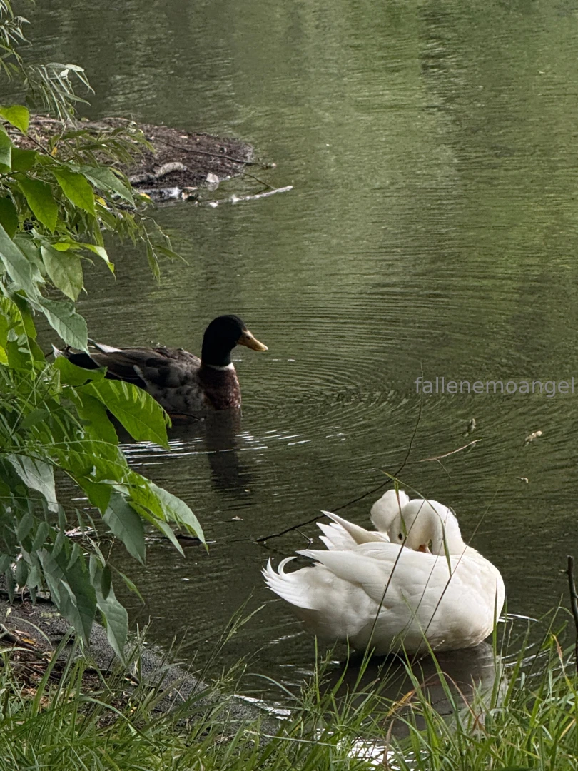 Recently wisp had an adventure day gt lt for the first time in her part 3 