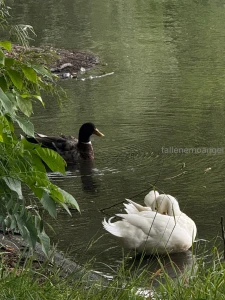 Recently wisp had an adventure day gt lt for the first time in her part 3