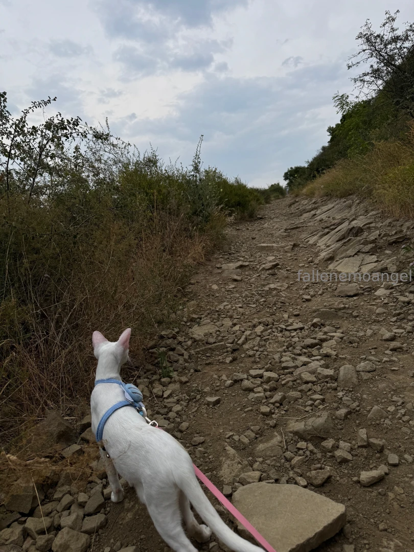 Recently wisp had an adventure day gt lt for the first time in her part 5 