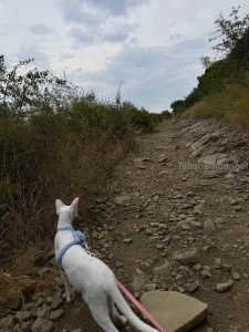 Recently wisp had an adventure day gt lt for the first time in her part 5