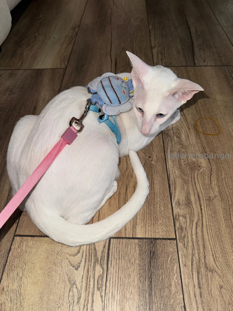 Recently wisp had an adventure day gt lt for the first time in her part 1 