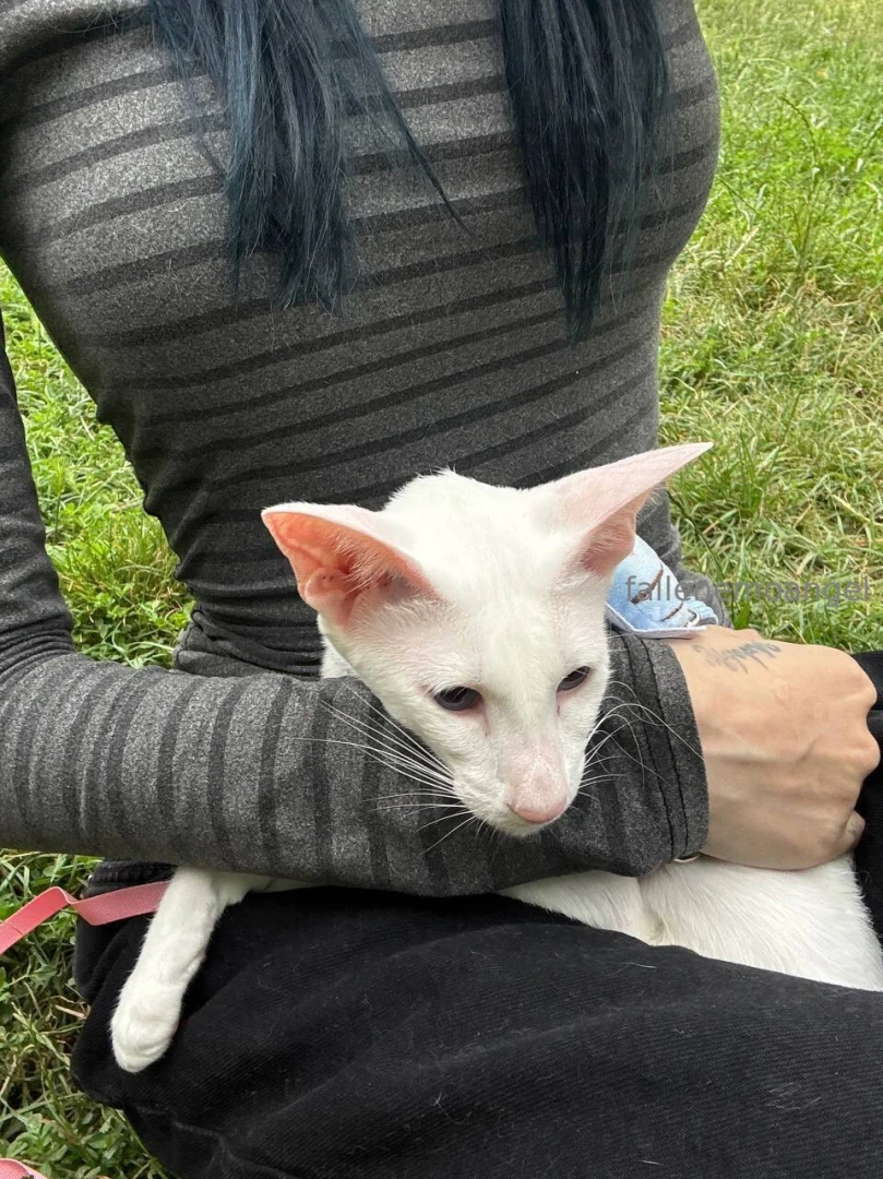 Recently wisp had an adventure day gt lt for the first time in her part 4 