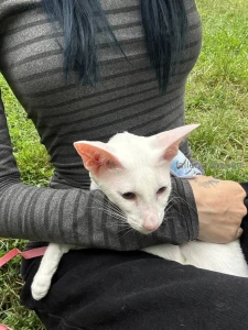 Recently wisp had an adventure day gt lt for the first time in her part 4