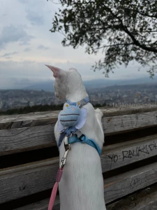 Recently wisp had an adventure day gt lt for the first time in her