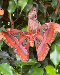 Good morning yesterday i visited the zoo and i want to share my part 1