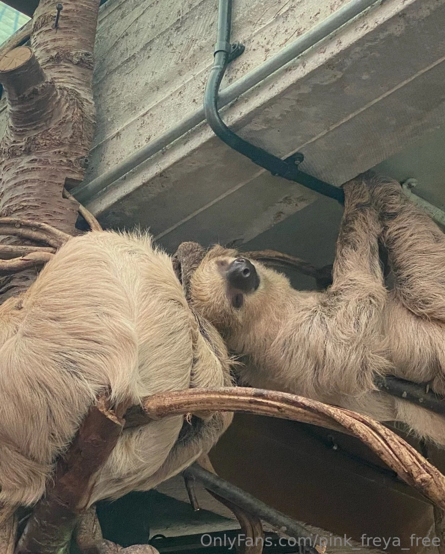 Good morning yesterday i visited the zoo and i want to share my part 3 