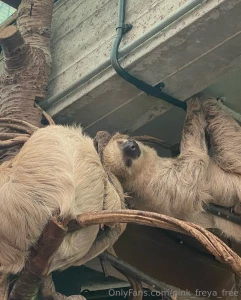 Good morning yesterday i visited the zoo and i want to share my part 3